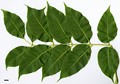 SpeciesSub: var. sachalinense